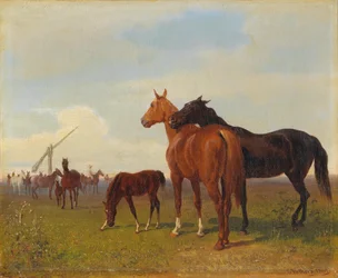 Cavalos na Puszta